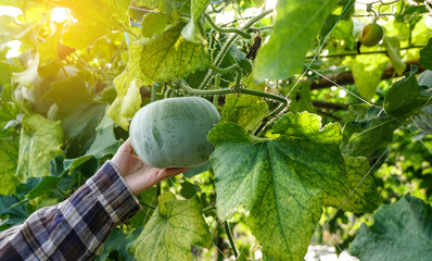 Hand of farmer holding green winter melon,round ball shape (squash) is the ivy plant is on the...