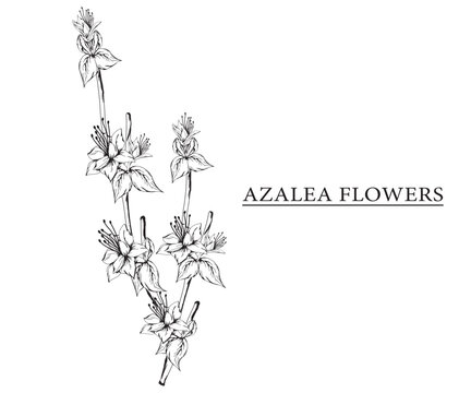 azalea flower vector sketch illustration. Hand drawn tropical floral and natural design elements. isolated white background.