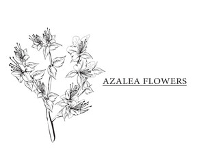azalea flower vector sketch illustration. Hand drawn tropical floral and natural design elements. isolated white background.