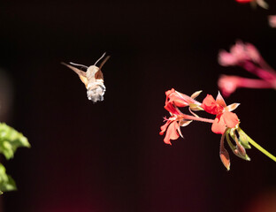 Mariposa esfinge colibrí buscando néctar de los geranios rojos © Xavier Balmes