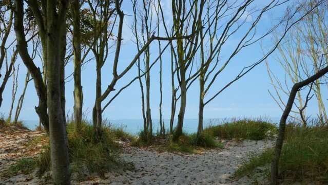 Walk through the forest to the beach, Germany, Dar&szlig;