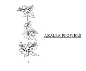 azalea flower vector sketch illustration. Hand drawn tropical floral and natural design elements. isolated white background.