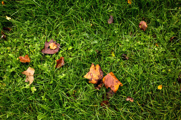 autumn leaves green grass top view background