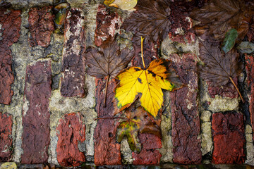 autumn yellow leaves red stone paving