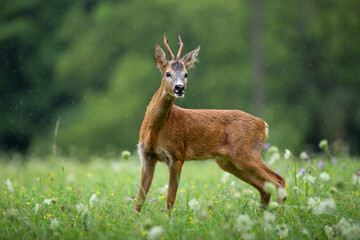 Young Roe Deer (Capreolus Capreolus) buck on a blooming meadow in the rain © Karel