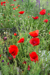 Obraz premium Red poppy flowers blooming in early summer in a field in Bulgaria.