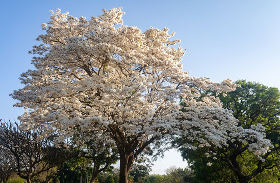 Wonderful Flowers of a white ipe tree, Tabebuia roseo-alba (Ridley) Sandwith. Known as: "Ip&ecirc;-branco", "Ip&ecirc;-branco-do-cerrado", "Ip&ecirc;-rosa"