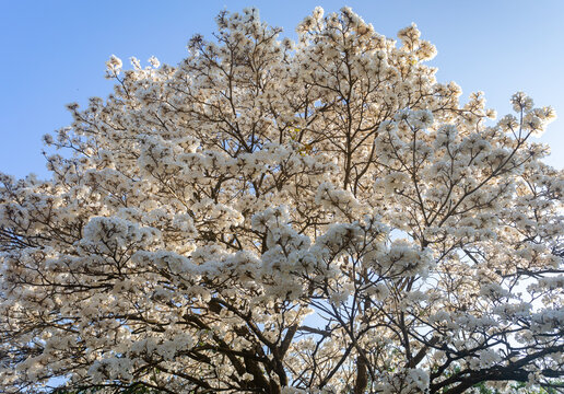 Wonderful Flowers of a white ipe tree, Tabebuia roseo-alba (Ridley) Sandwith. Known as: "Ip&ecirc;-branco", "Ip&ecirc;-branco-do-cerrado", "Ip&ecirc;-rosa"