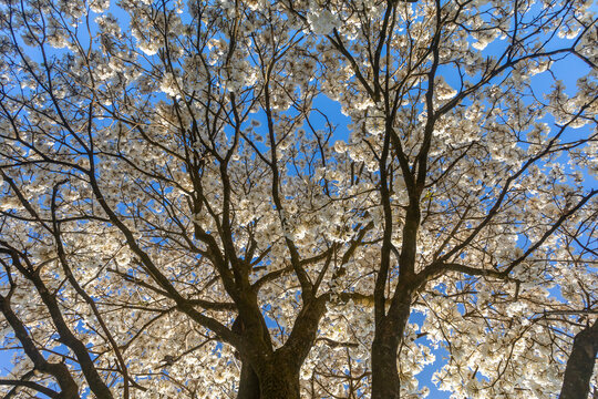 Wonderful Flowers of a white ipe tree, Tabebuia roseo-alba (Ridley) Sandwith. Known as: "Ip&ecirc;-branco", "Ip&ecirc;-branco-do-cerrado", "Ip&ecirc;-rosa"