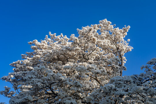 Wonderful Flowers of a white ipe tree, Tabebuia roseo-alba (Ridley) Sandwith. Known as: "Ip&ecirc;-branco", "Ip&ecirc;-branco-do-cerrado", "Ip&ecirc;-rosa"