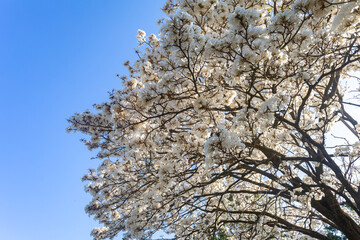 Wonderful Flowers of a white ipe tree, Tabebuia roseo-alba (Ridley) Sandwith. Known as: "Ip&ecirc;-branco", "Ip&ecirc;-branco-do-cerrado", "Ip&ecirc;-rosa"