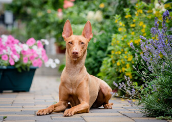 A beautiful red dog lies on a path against the background of flower beds. The breed of the dog is the Cirneco dell'Etna