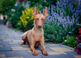 A beautiful red dog lies on a path against the background of flower beds. The breed of the dog is the Cirneco dell'Etna