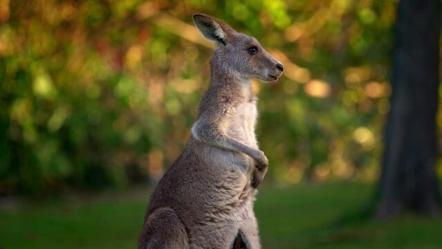 Eastern Grey Kangaroo (Macropus giganteus) on  meadow, very cute animal with baby with green background, australian wildlife, queensland, Brisbane, brown pouched mammal, marsupial. Feeding on grass.