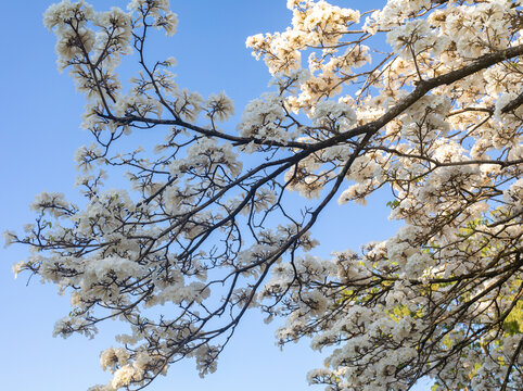 Wonderful Flowers of a white ipe tree, Tabebuia roseo-alba (Ridley) Sandwith. Known as: "Ip&ecirc;-branco", "Ip&ecirc;-branco-do-cerrado", "Ip&ecirc;-rosa"