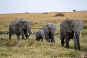 elephants in the savannah
