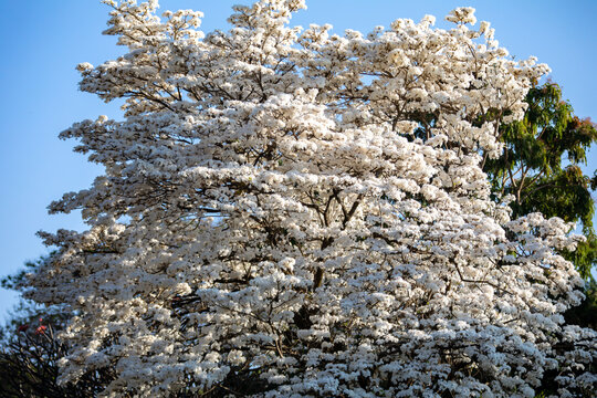Wonderful Flowers of a white ipe tree, Tabebuia roseo-alba (Ridley) Sandwith. Known as: "Ip&ecirc;-branco", "Ip&ecirc;-branco-do-cerrado", "Ip&ecirc;-rosa"