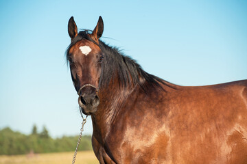 portrait of beautiful bay filly posing in the rye field at sunny evening. close up