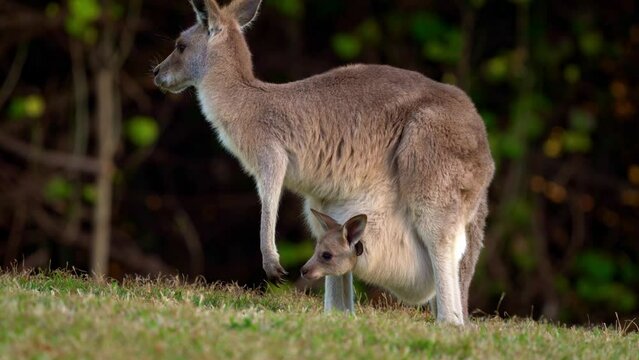 Eastern Grey Kangaroo (Macropus giganteus) on  meadow, very cute animal with baby with green background, australian wildlife, queensland, Brisbane, brown pouched mammal, marsupial. Feeding on grass.