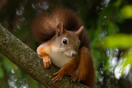 squirrel on the tree in a close-up picture, the red squirrel (sciurus vulgaris)