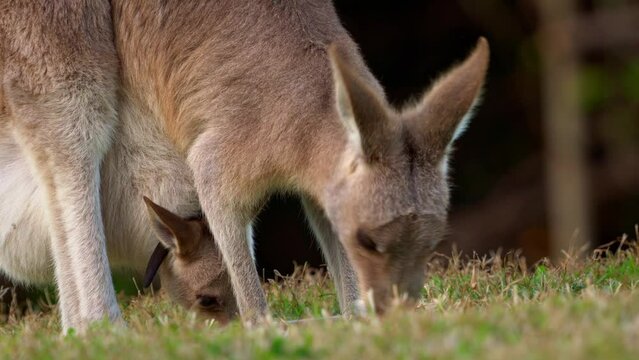 Eastern Grey Kangaroo (Macropus giganteus) on  meadow, very cute animal with baby with green background, australian wildlife, queensland, Brisbane, brown pouched mammal, marsupial. Feeding on grass.