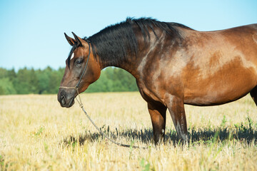 portrait of beautiful bay filly posing in the rye field at sunny evening.