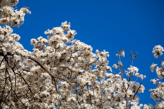 Wonderful Flowers of a white ipe tree, Tabebuia roseo-alba (Ridley) Sandwith. Known as: "Ip&ecirc;-branco", "Ip&ecirc;-branco-do-cerrado", "Ip&ecirc;-rosa"