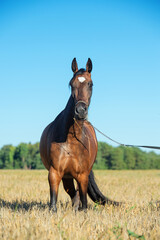 beautiful bay filly posing  at  the rye field at sunny evening.