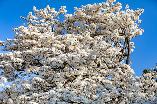 Wonderful Flowers of a white ipe tree, Tabebuia roseo-alba (Ridley) Sandwith. Known as: "Ip&ecirc;-branco", "Ip&ecirc;-branco-do-cerrado", "Ip&ecirc;-rosa"
