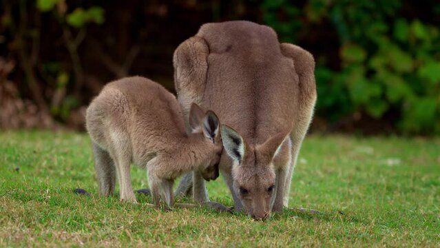Eastern Grey Kangaroo (Macropus giganteus) on  meadow, very cute animal with baby with green background, australian wildlife, queensland, Brisbane, brown pouched mammal, marsupial. Feeding on grass.