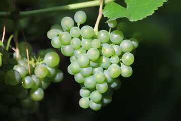 Tasty green grape bunches hanging on branch. Close up.