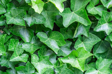 Top view of lush Hedera helix hibernica plant with fresh shiny green leaves as natural background. Hedera, commonly called ivy, an evergreen climbing or ground-creeping woody plant