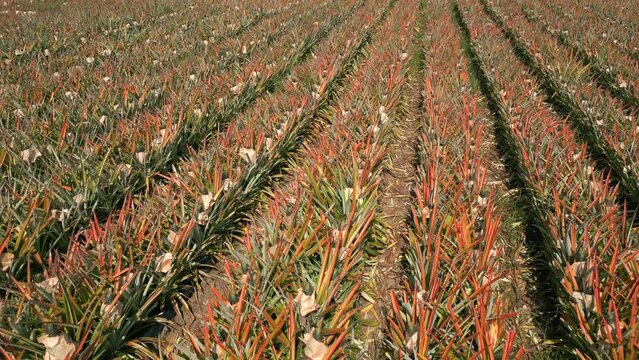 Organic pineapple plantation field in the north of Thailand, Chiang Mai province.