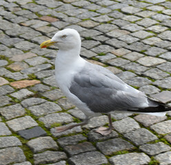 seagull on an old street in the harbor