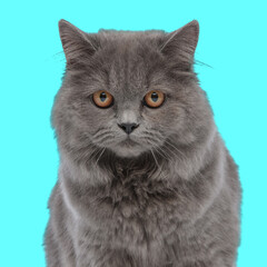 beautiful britsh long hair cat sitting in studio and looking forward