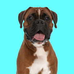 adorable happy boxer dog sticking out tongue and panting