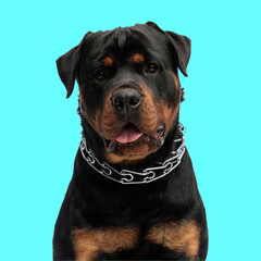 adorable rottweiler dog wearing silver collar and sticking out tongue