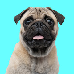 portrait of happy pug dog with tongue out looking forward