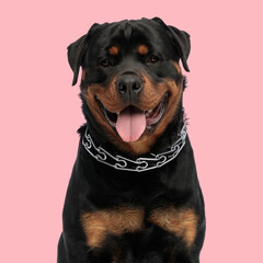 happy rottweiler puppy with collar sticking out tongue and panting