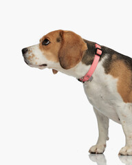side view of curious beagle puppy with collar looking up