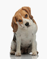 funny beagle dog with collar sitting and looking forward with judgemental eyes
