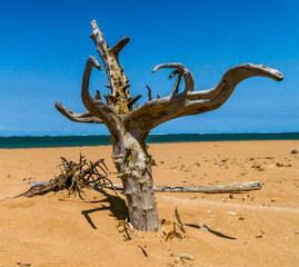 Pequeno tronco de árvore morto e retorcido em pequena ilha deserta e de areias escuras em Cabrália, Bahia - 101