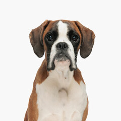 portrait of beautiful boxer puppy looking forward and sitting