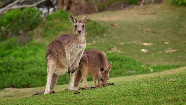 Eastern Grey Kangaroo (Macropus giganteus) on  meadow, very cute animal with baby with green background, australian wildlife, queensland, Brisbane, brown pouched mammal, marsupial. Feeding on grass.