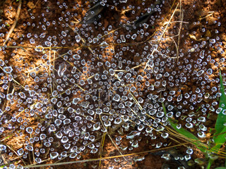 Teia de aranha repleta de gotas de água após chuva, em mata na região rural de Três Barras, município do Serro, Minas Gerais, Brasil - 116