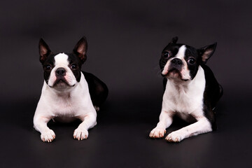 Two boston terrier dog posing in studio, white and dark background