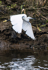 Little Egret, Egretta Garzetta bird in flight, England