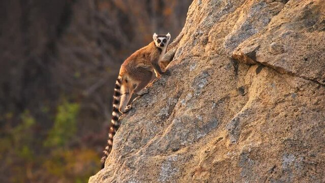 Ring-tailed Lemur - Lemur catta large strepsirrhine primate with long, black and white ringed tail, endemic to Madagascar and endangered, in Malagasy as maky, maki or hira. Standing on the rocky hill.