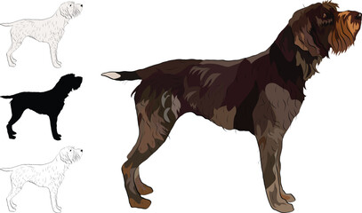 Standing Wirehaired Pointing Griffon detailed drawn dog. Cute side view pet. Logo design, dog silhouette, outlines, dog stroke. Pet character postcard art. Funny dog mascot. Detailed mongrel pet. 