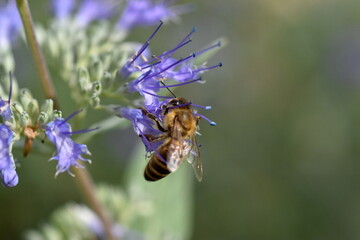 Biene auf einer Bartblume